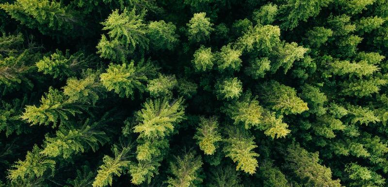 aerial view of trees