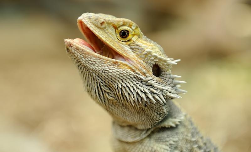 bearded dragon