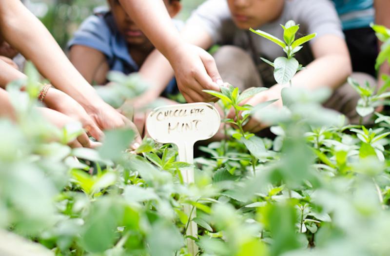 children working in a garden