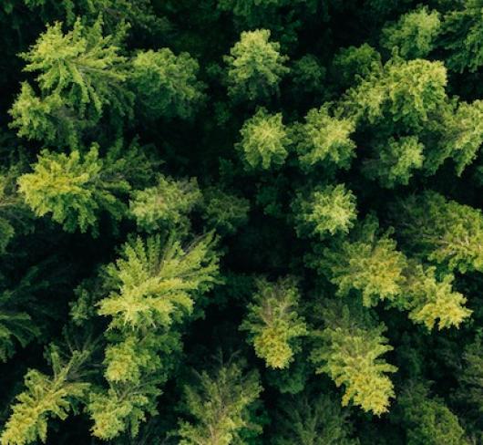 aerial view of trees