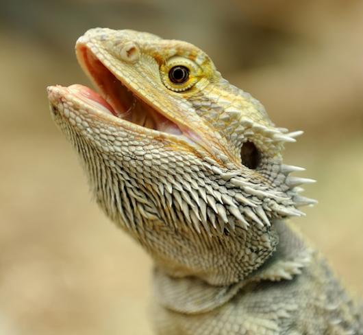 bearded dragon