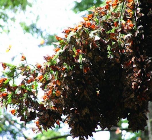 Tree branch covered in monarch butterflies